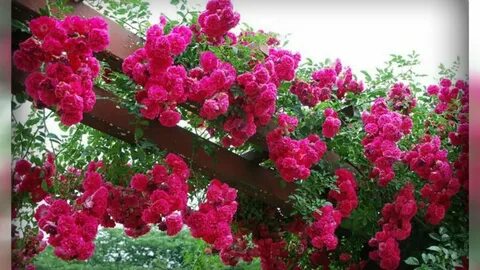 How to care for the climbing rose, climbing rose care and cu