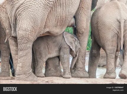 Download high-quality elephant calf Loxodonta africana between mothers imag...