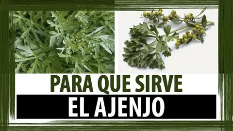 PARA QUE SIRVE EL AJENJO PROPIEDADES CURATIVAS DEL AJENJO Cl