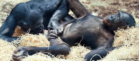 Бонобо самец 