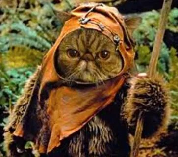 30 Cats Ready To See The Next Star Wars Movie PICTURES - Cat
