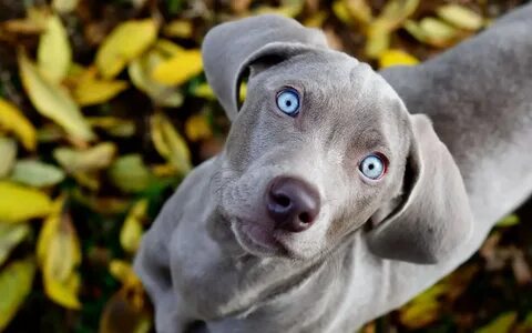 Download Hintergrundbild Grauer Hund mit blauen Augen (1920x