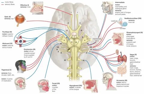 Cranial Nerves: Anatomy, Function, and Treatment