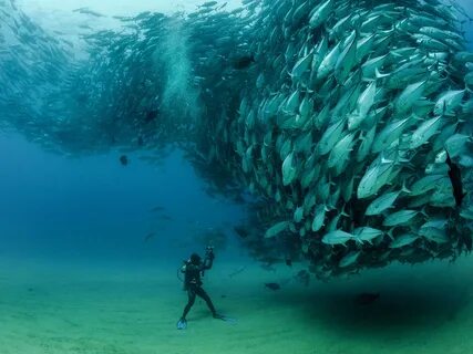 Fonds d'écran Sardines, poissons sous-marine, plongée, parc national de Cabo Pul