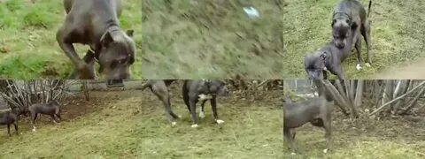 Blue Nose Pitbull Fucking - Mating ZooSex Videos - ArtOfZoo.