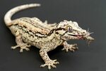 Rhacodactylus auriculatus - Hledat Googlem Reptiles pet, Cut