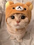 Pin by B Yeol on cats ✨ Cute cats and dogs, Cute cat gif, Cu