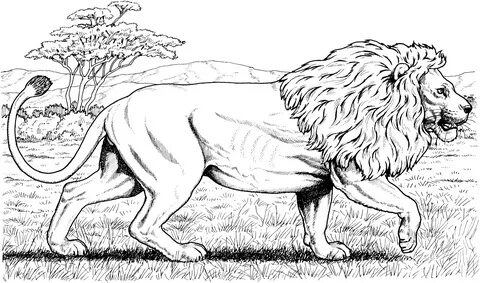 Lion Coloring Pages, Clipart, And Other Free Printable Desig