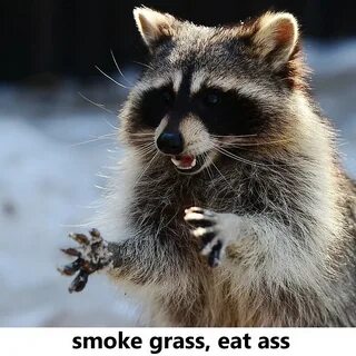 "smoke grass, eat ass" by yauger27 Redbubble