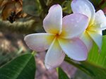 flowers, Nature, Plumeria Wallpapers HD / Desktop and Mobile