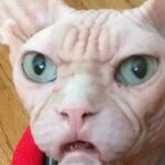 wtf sphinx cat Memes - Imgflip