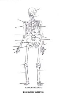 bone diagram labeled blank skeleton diagram to label - Made 