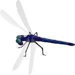 Dragonfly clipart transparent background, Picture #18981 dra