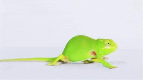 Just Some Awesome Footage of Chameleons Doing Their Thing