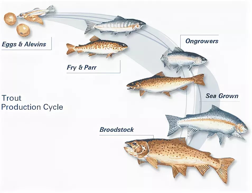 life_cycle_trout 1.gif (image)