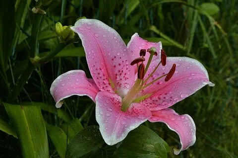 Cute pink lily stargazer free image download