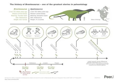 File:Brontosaurus infographic.jpg - Wikipedia Republished //