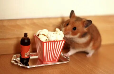 Going to the cinema Cute hamsters, Funny hamsters, Cute anim