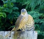 File:Sparrowhawk catches Blackbird - Flickr - gailhampshire 