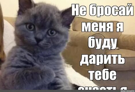 Meme: "Не бросай меня я буду дарить тебе счастья" - All Temp