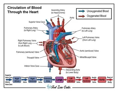 Blood Flow Foot Zone Center