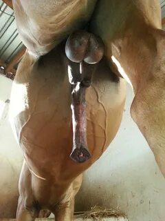 Suck horse cock / голые девки, члены, голые девки с членами,