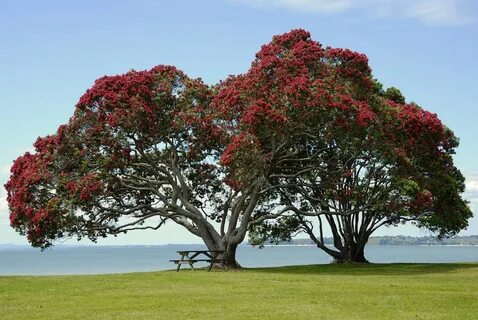 Мегатравы Beautiful tree, Plants, Tree