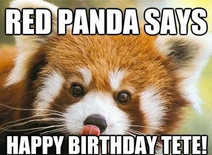 160 Ultimate Funny Happy Birthday Memes Red panda cute, Anim
