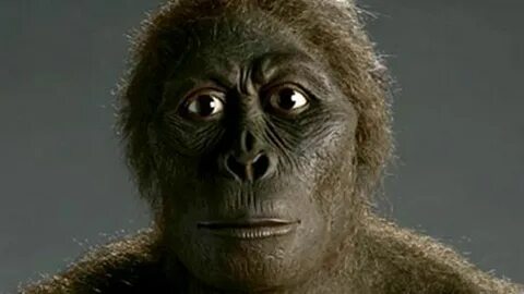 Evolution: Australopithecus africanus - GEOLINO