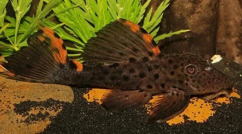 Three Beacon Plecostomus (Leporacanthicus triactis) - Tropic