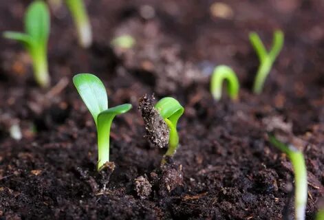 Флокс Друммонда: выращивание из семян, посадка и уход