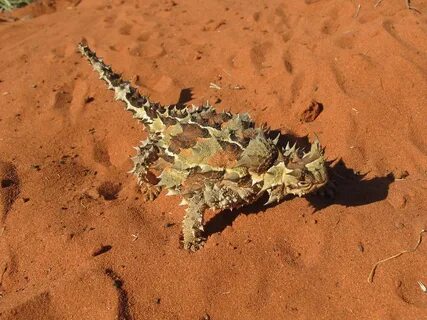 Moloch horridus - Thorny Devil Nathan Johnson Flickr