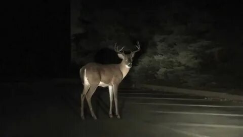 Deer in the Headlights - A Cautionary Tale by Danny R. Smith