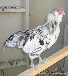 Color / Breed Confirmation for Lavender Splash Ameraucana Ro