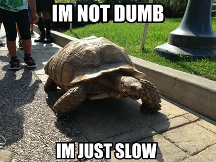 25 Most Funny Tortoise Meme Pictures You Have Ever Seen