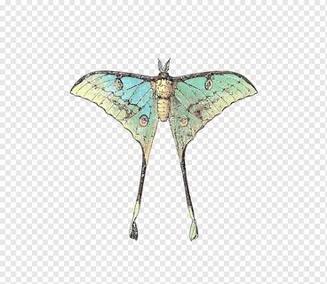 Butterfly Luna Moth Comet moth Insect, butterfly, brush Foot