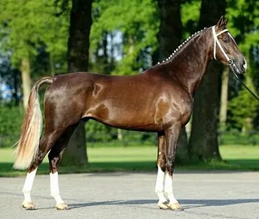 KWPN Dutch Harness Horse stallion, Elburg. The Royal Dutch s