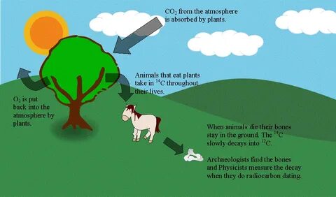 explain how carbon dating works.