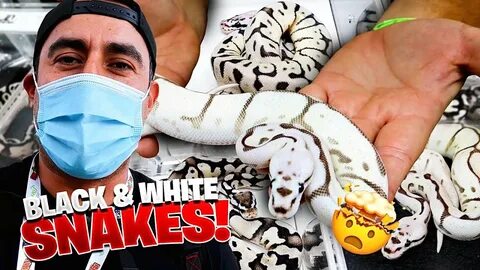 Wow!! Black And White Snakes At The NARBC Expo!! - YouTube