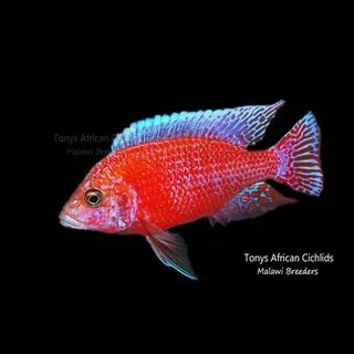 Aulonocara Firefish GENUINE bred by us #african #malawi #cic