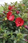 Summerific Cranberry Crush Hibiscus (Hibiscus 'Cranberry Cru