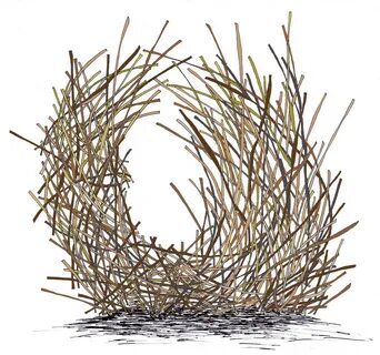 Bird Nest Drawing at GetDrawings Free download