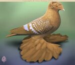Saxon Colour Pigeons are a group of Saxon breeds of fancy pi