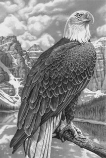 Bald Eagle by markstewart on deviantART Eagle drawing, Bald 