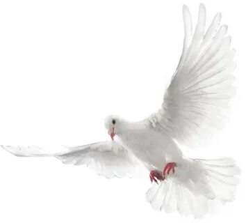 Holy Spirit Dove PNG Photos PNG Mart