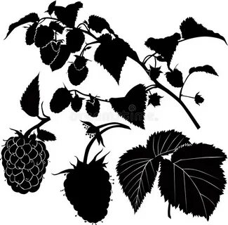 Berry Raspberry. the Pattern of Schematically Drawn Raspberr