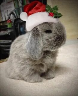 Christmas Bunny Christmas animals, Christmas bunny, Cute bun