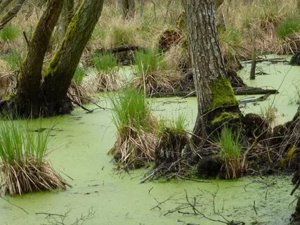 Free Images : tree, nature, marsh, swamp, river, mystical, w