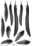 Feather Brushes for Photoshop