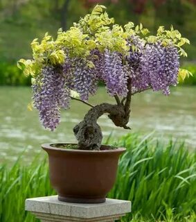 Pin by Amanda Sofia on My Plant Babies - 101 Wisteria bonsai